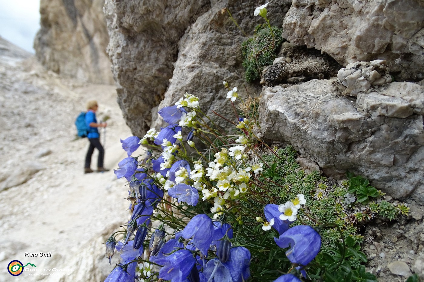 38 Bouquet di Campanule e Sassifraga di Vandelli.JPG